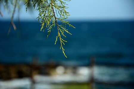 Conifer nature closeup