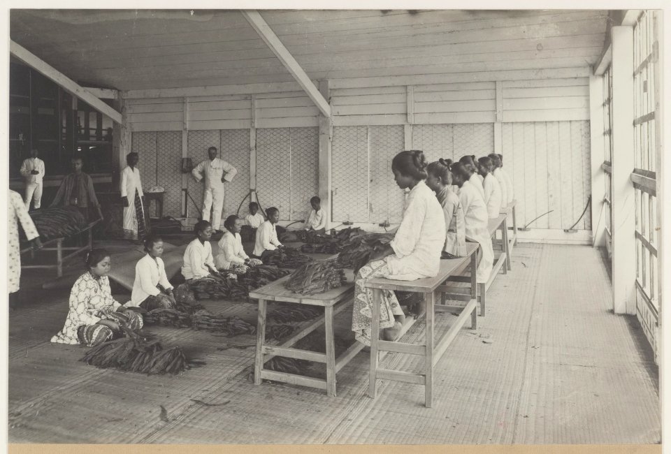 KITLV - 5404 - Kleingrothe, C.J. - Medan - Throwing the tobacco on a plantation in Deli, Sumatra - circa 1900