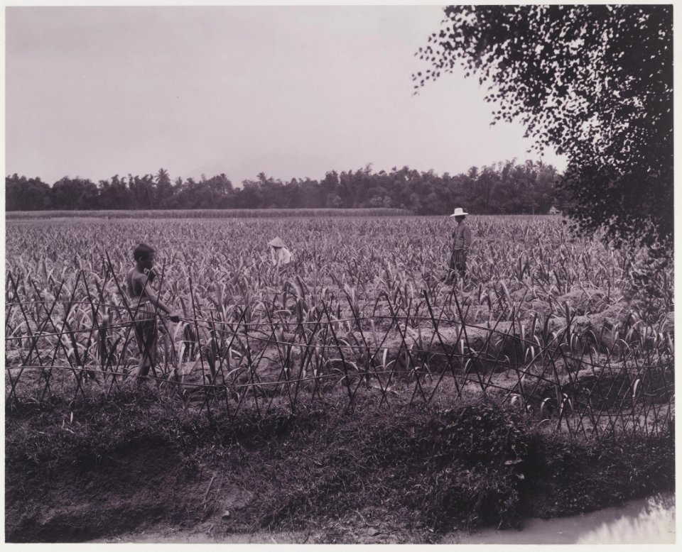 KITLV - 5419 - Kurkdjian - Soerabaja - Seven weeks old bibit plantation on the sugar company Ketanen at Mojokerto - 1916-04