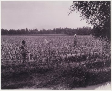 KITLV - 5419 - Kurkdjian - Soerabaja - Seven weeks old bibit plantation on the sugar company Ketanen at Mojokerto - 1916-04