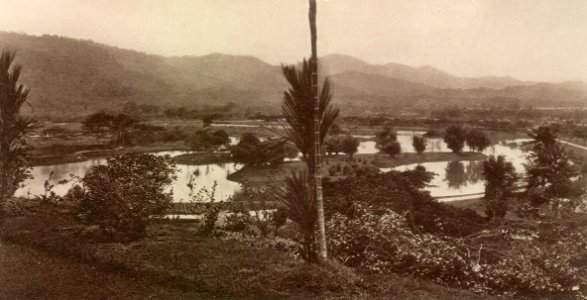 KITLV - 80006 - Kleingrothe, C.J. - Medan - Garden at Taiping - circa 1910