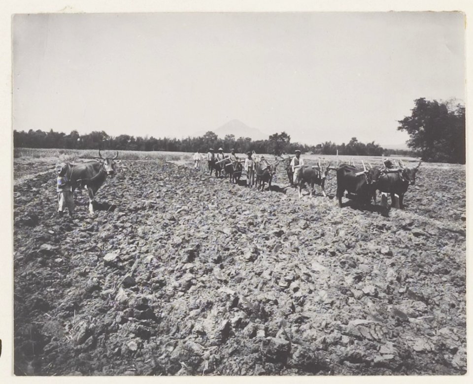 KITLV - 5436 - Kurkdjian - Soerabaja - Ploughing buffaloes on the sugar planttion Ketanen at Mojokerto - 1916-04