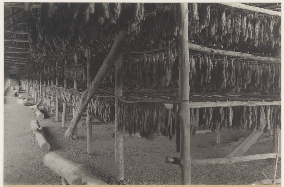KITLV - 5486 - Kleingrothe, C.J. - Medan - Tobacco drying barn on a tobacco plantation of the Deli Maatschappij (Deli Company), Deli - circa 1915