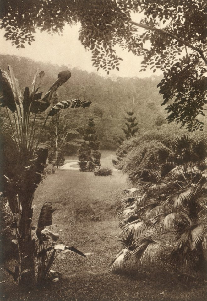 KITLV - 80038 - Kleingrothe, C.J. - Medan - Botanical Gardens in Penang Island - circa 1910