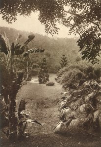 KITLV - 80038 - Kleingrothe, C.J. - Medan - Botanical Gardens in Penang Island - circa 1910 photo