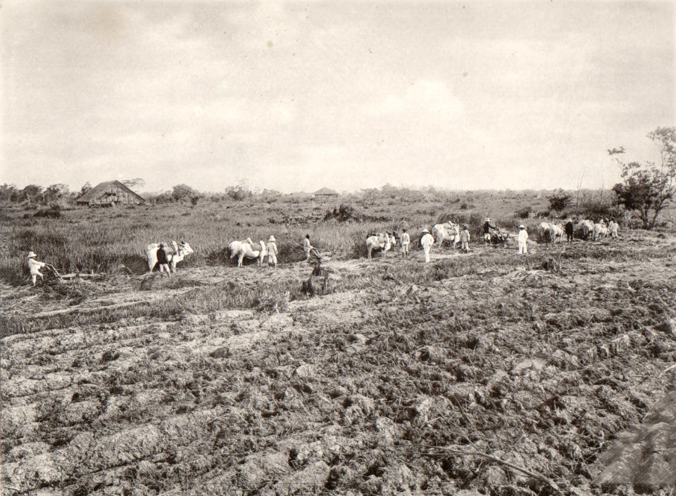 KITLV - 80233 - Kleingrothe, C.J. - Medan - Ploughing with oxen, presumably at a plantation in the east coast of Sumatra - 1898