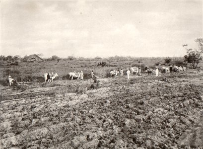 KITLV - 80233 - Kleingrothe, C.J. - Medan - Ploughing with oxen, presumably at a plantation in the east coast of Sumatra - 1898