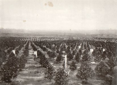 KITLV - 80249 - Kleingrothe, C.J. - Medan - Coffee fields at Bandar Kwalla, presumably on the plantation in Bandar Kuala Serdang in the east coast of Sumatra - 1898