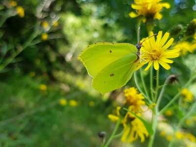 Plants flower winged insect photo