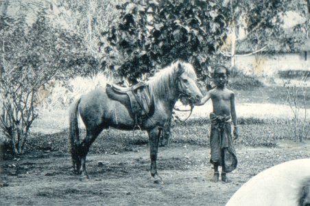 KITLV - 80269 - Kleingrothe, C.J. - Medan - Javanese pony, presumably in the east coast of Sumatra - 1898 photo