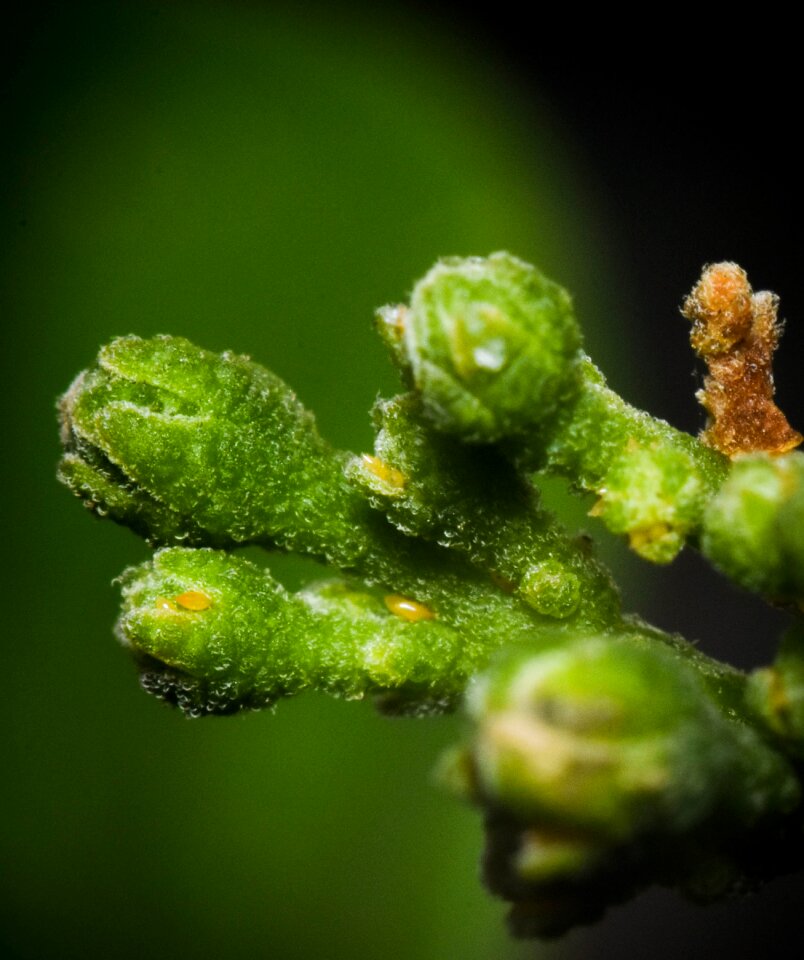Garden growth nature