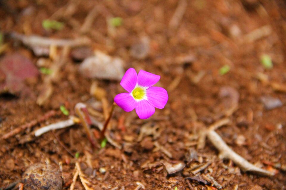 Flower plant purple