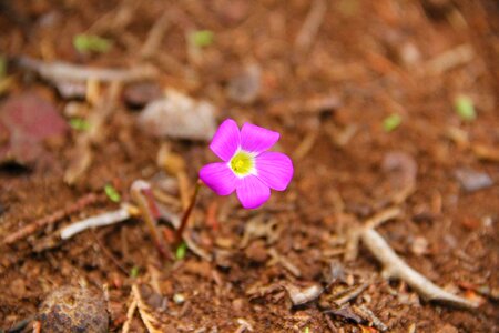 Flower plant purple photo