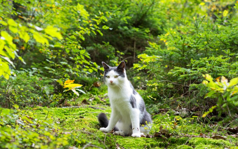 Cat station of inspiration green inspiration