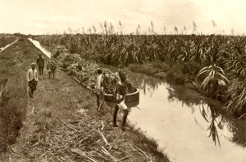 KITLV - 80008 - Kleingrothe, C.J. - Medan - Sugarcane plantation, presumably near Taiping - circa 1910