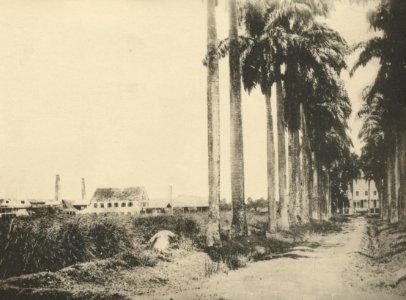 KITLV - 90994 - Plantation Alkmaar in Commewijne, Surinam - 1885