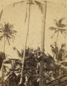 KITLV 91536 - Unknown - Man busy climbing a coconut tree in India - Around 1880