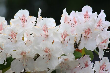 Garden leaf rhododendron photo