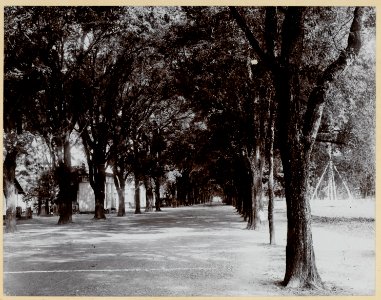 KITLV - 9904 - Lambert & Co., G.R. - Singapore - Tamarind trees on the Hooge Pad at Makassar - circa 1910