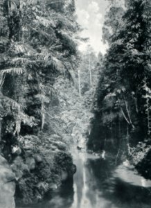 KITLV - 80227 - Kleingrothe, C.J. - Medan - The Bloemei in Upper Serdang in the east coast of Sumatra - 1898