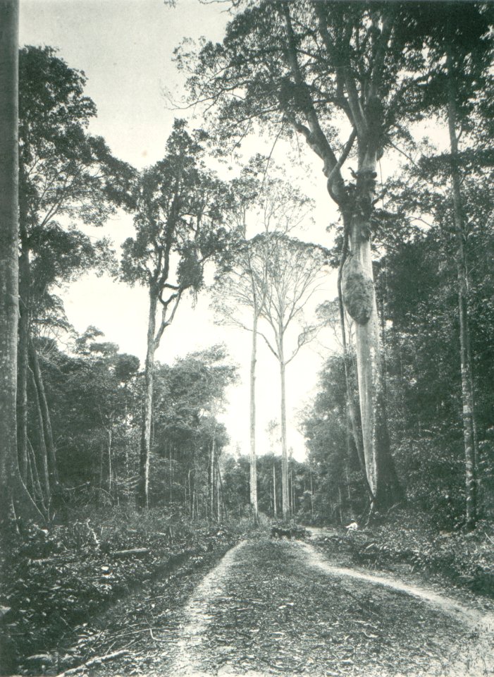 KITLV - 80231 - Kleingrothe, C.J. - Medan - Road to farming estate Wampu in Upper Langkat in the east coast of Sumatra - 1898