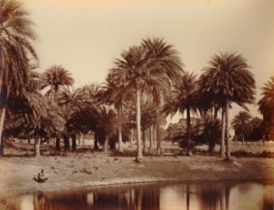 KITLV 92068 - Unknown - Date palms at Madras, India - Around 1870 photo