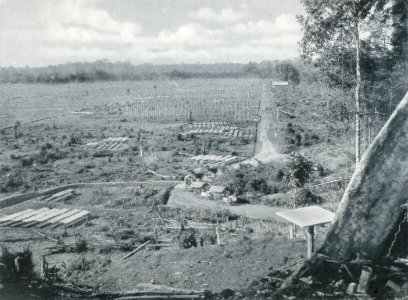 KITLV - 80235 - Kleingrothe, C.J. - Medan - Seed beds, presumably at a plantation in the east coast of Sumatra - 1898