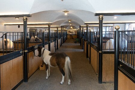 Reiterhof pony lipizzaner