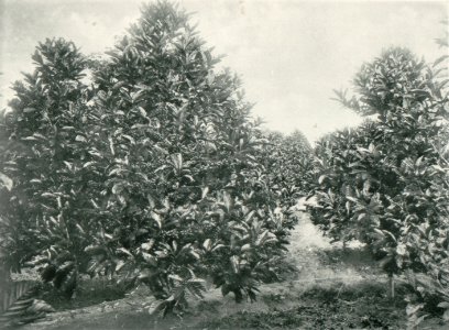 KITLV - 80251 - Kleingrothe, C.J. - Medan - Mature coffee, presumably at a plantation in the east coast of Sumatra - 1898