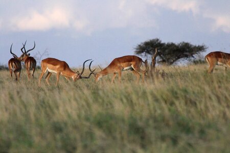 Impala fight kenya