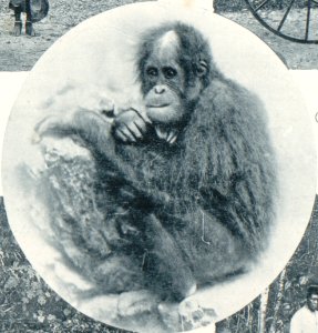KITLV - 80271 - Kleingrothe, C.J. - Medan - Orangutan, presumably in the east coast of Sumatra - 1898
