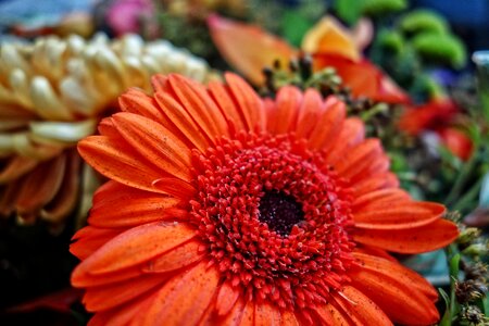 Plant petal orange