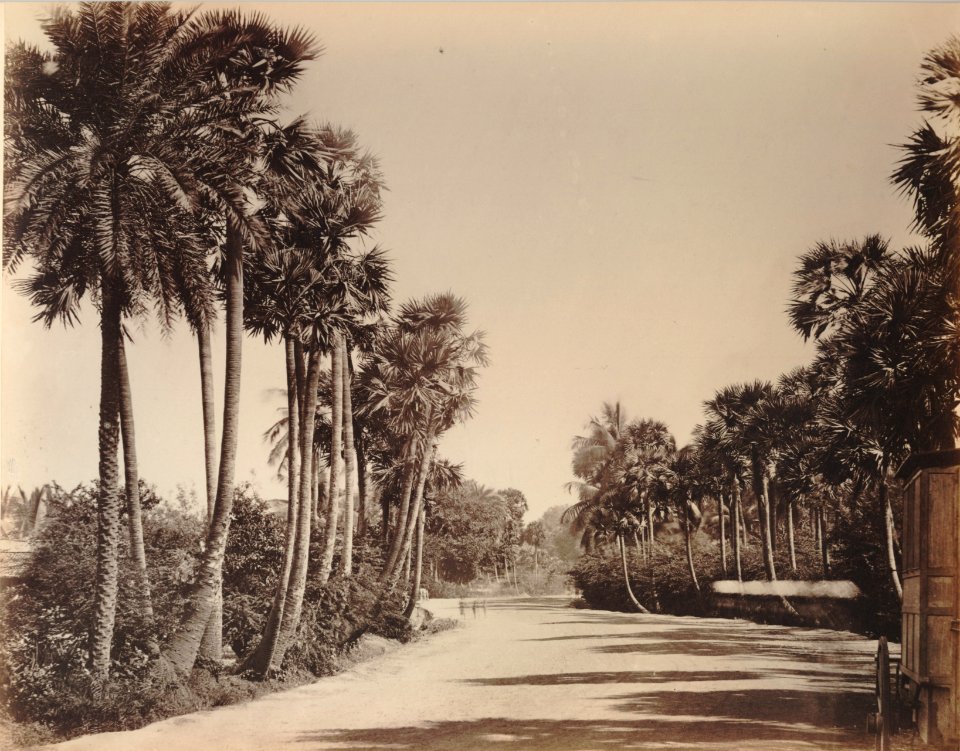 KITLV 92066 - Unknown - Palmyra palms on a road at Madras, India - Around 1870