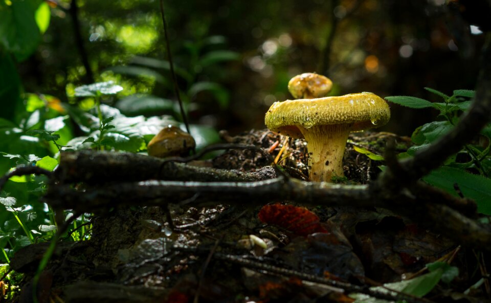 Nature wood moss