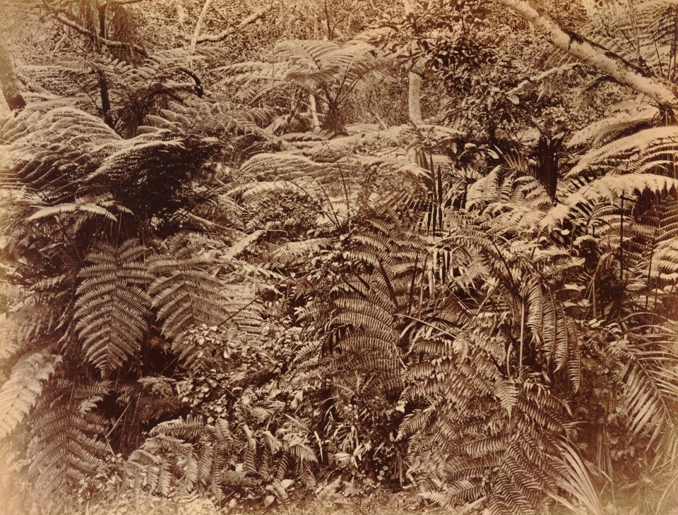 KITLV 92140 - Unknown - Treeferns at Coonoor in India - Around 1870