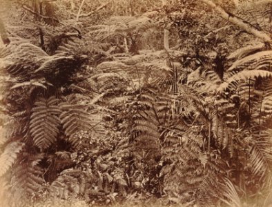 KITLV 92140 - Unknown - Treeferns at Coonoor in India - Around 1870 photo