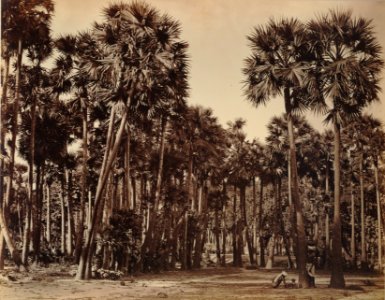 KITLV 92082 - Unknown - Palmyra palms at Madurai in India - Around 1870