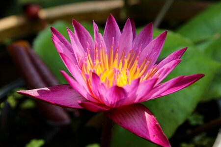 Bua ban flowers water plants