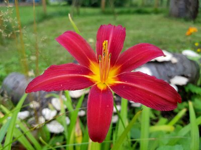 Flowers plant lilies photo