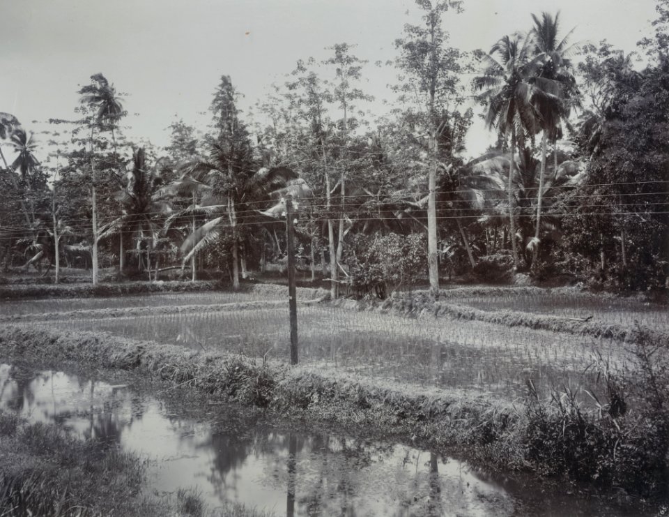 KITLV - 86774 - Stafhell & Kleingrothe - Medan-Deli - Paddy field, probably in Deli - circa 1900