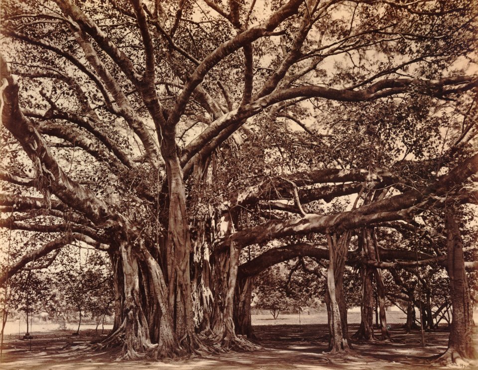 KITLV 92138 - Unknown - Banyan tree at Coonoor in India - Around 1870