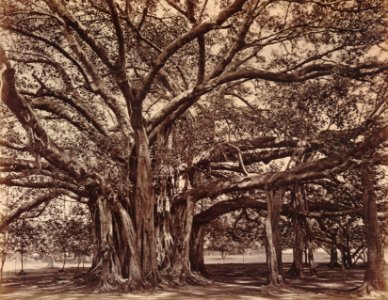 KITLV 92138 - Unknown - Banyan tree at Coonoor in India - Around 1870 photo