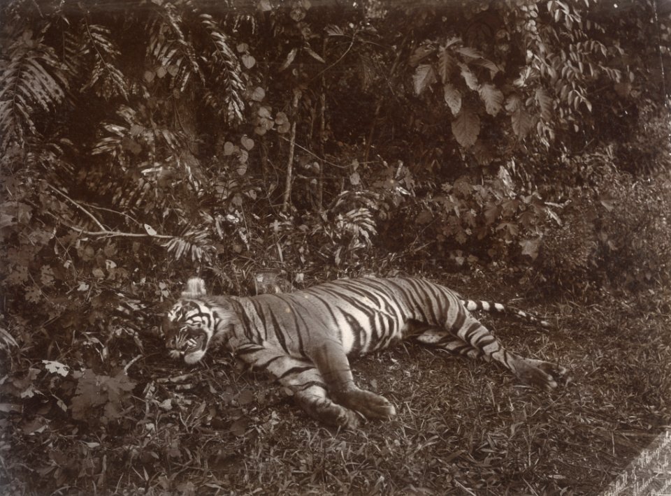 KITLV - 86778 - Stafhell & Kleingrothe - Medan-Deli - Tiger, presumably in Deli - circa 1900