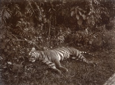 KITLV - 86778 - Stafhell & Kleingrothe - Medan-Deli - Tiger, presumably in Deli - circa 1900