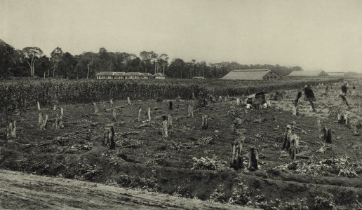 KITLV - 88280 - Kleingrothe, C.J. - Medan - Tobacco fields of the plantation Mariëndal of the Deli Company in Deli - 1905