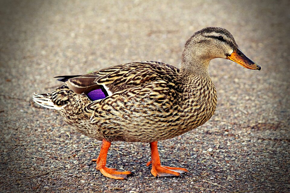 Walking quack brown walking