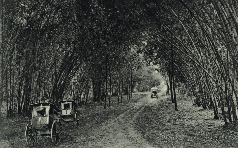 KITLV - 88304 - Kleingrothe, C.J. - Medan - Ox carts at the Bamboo Avenue in Belawan company of the Deli Company in Deli - 1905