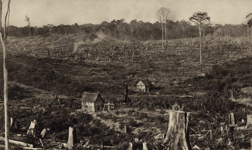 KITLV - 88348 - Kleingrothe, C.J. - Medan - Reclaimed terrain at the plantation Tandjong-Slamat of the Deli Company in Deli - 1905
