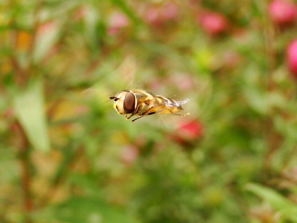 Insect plant animals