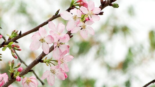 Hope vitality plant